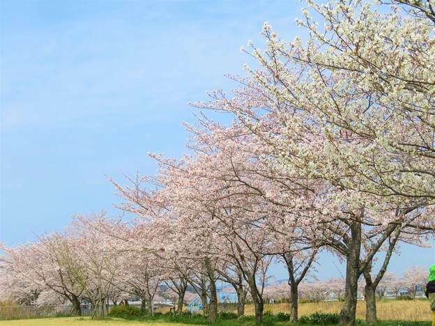 三田桜並木 写真共有サイトフォト蔵