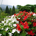 写真: 宮島緑の村〜赤白の花