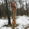 写真: トチノキの冬芽と葉痕 　IMG_8160m