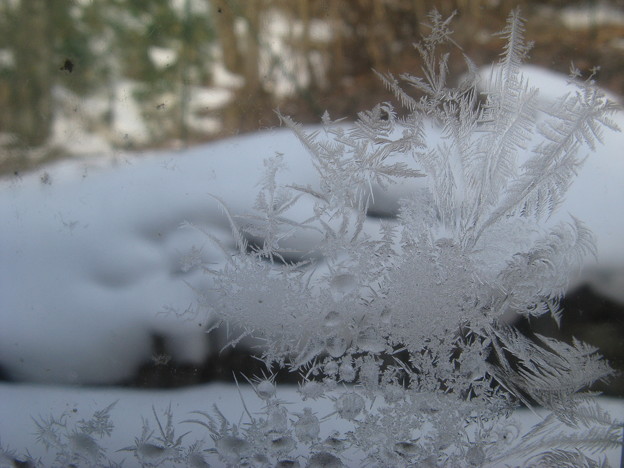霜の花　Frost work 　IMG_5707