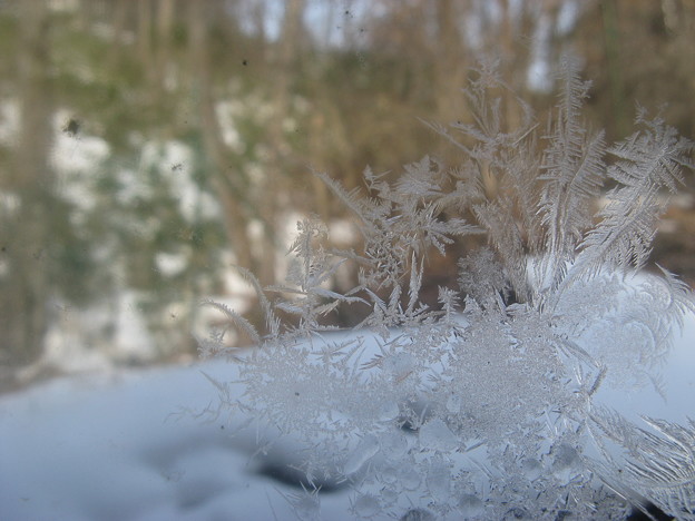 霜の花　Frost work　　IMG_5710