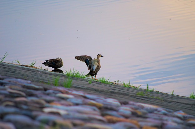 写真: 鴨と波紋