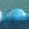 写真: 124.漂う青氷