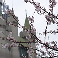 写真: 桜2008 目黒のお城と…