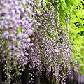写真: 江戸東京たてもの園　藤