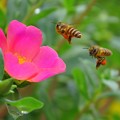 写真: 蜜蜂＆ポーチュラカ（庭）_1083