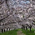 桜のトンネル（大野川）_1390