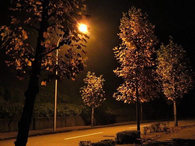 写真: 田舎の夜の街路樹_7625