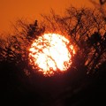 写真: 日の出（木が燃える）_9658