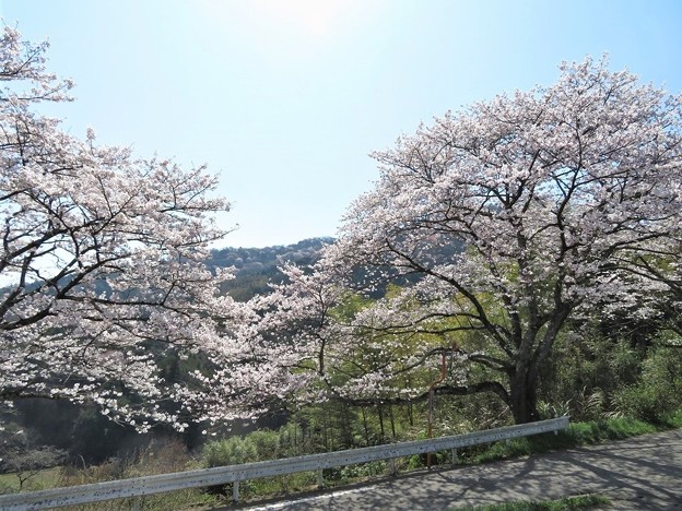 写真: 桜満開（立小野集落）_5301