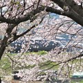 写真: 桜満開＆クモロ787系（大野川堤）_5573