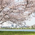 桜満開（大野川堤）_5581