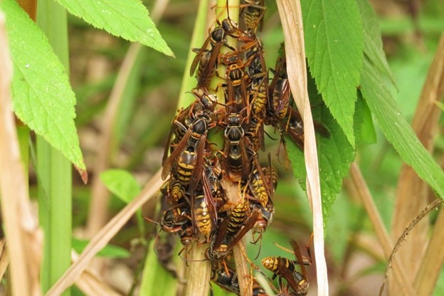 写真: セグロアシナガバチの集団_2595