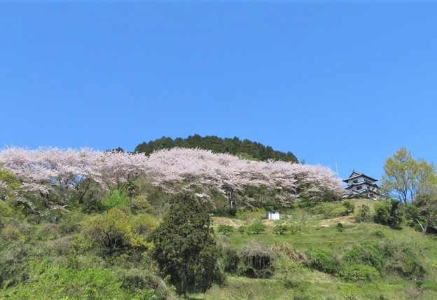 写真: 桜（小岳）_9096