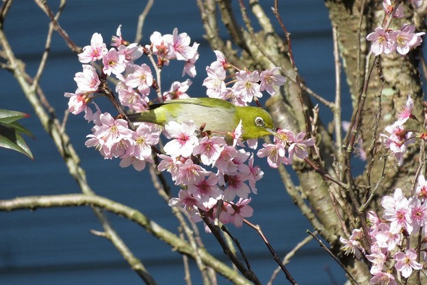 写真: 桜メジロ_1455