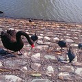 写真: 千波湖　黒鳥