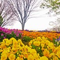 写真: 県立相模原公園　花
