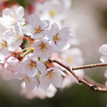写真: 桜2