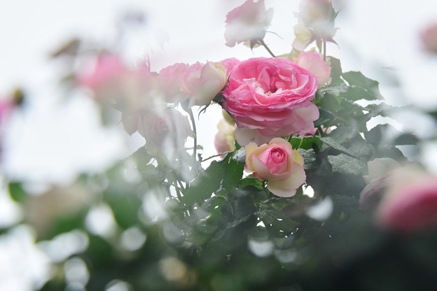 写真: 雨天の薔薇
