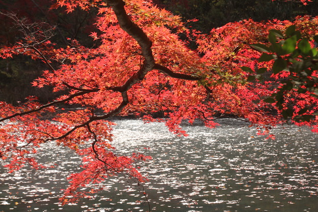 写真: 池畔の紅葉
