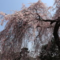 写真: 梅岩寺　しだれ桜