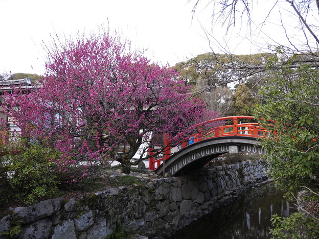 写真: 輪橋と光琳の梅