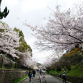 写真: 桜 2019 インクライン