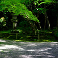 写真: 石山寺庭園　緑。