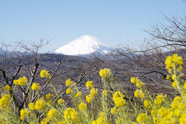 写真: 富士山と菜の花3