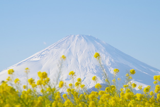 写真: 富士山と菜の花11