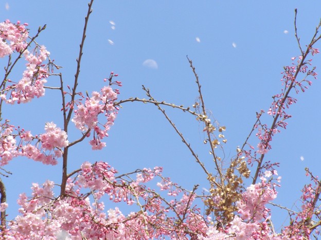 写真: 桜吹雪と九夜月（月齢7）