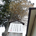 写真: 六所神社の御神木でもあります