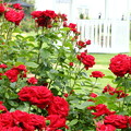 赤いバラの咲く庭で