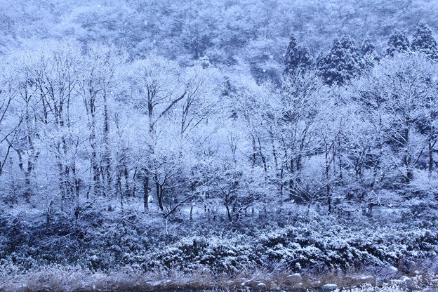 写真: 白銀の森を彷徨いて