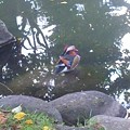 写真: この間、中島公園にいたオシドリ