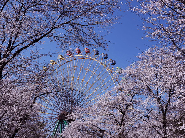 写真: 観覧車と桜