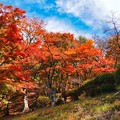 写真: 桜山公園の紅葉