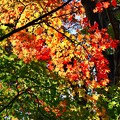 写真: 桜山公園の紅葉２