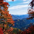写真: 桜山公園の紅葉３