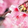 写真: ピンクに咲く