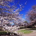 写真: 大室公園の桜