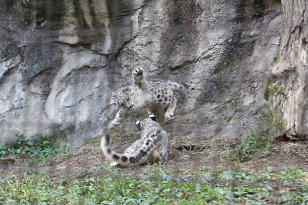 写真: 多摩動物公園111029-ユキヒョウの子供達　ムササビジャンプ5-01