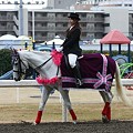 写真: 川崎競馬の誘導馬０１月開催　椿Ｖｅｒ-120124-02-large