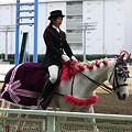 写真: 川崎競馬の誘導馬０１月開催　椿Ｖｅｒ-120124-04-large