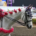 写真: 川崎競馬の誘導馬０１月開催　椿Ｖｅｒ-120124-05-large