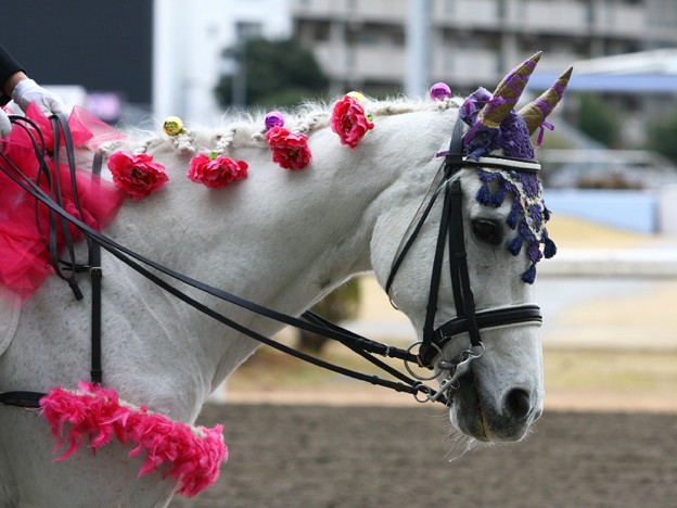 写真: 川崎競馬の誘導馬０１月開催　椿Ｖｅｒ-120124-06-large