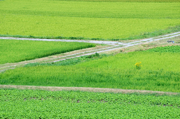 写真: 真夏の水田と畦道