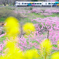 写真: 新府桃源郷を行く中央線列車