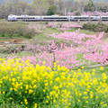 写真: 新府桃源郷を行く中央線列車