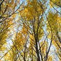 写真: 銀杏の林